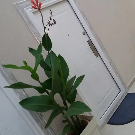 Atina Lux * Leskovac (Jablanica)