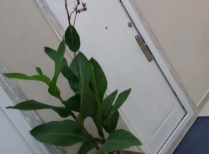 Atina Lux * Leskovac (Jablanica)